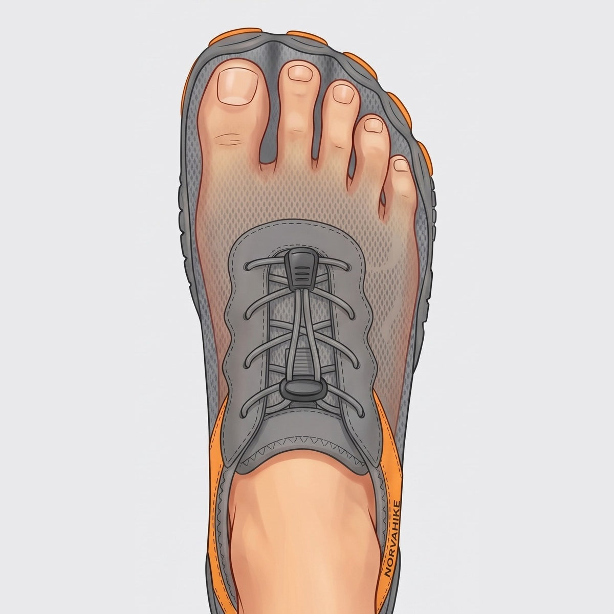 Illustration: toes spread inside a NorvaHike barefoot shoe